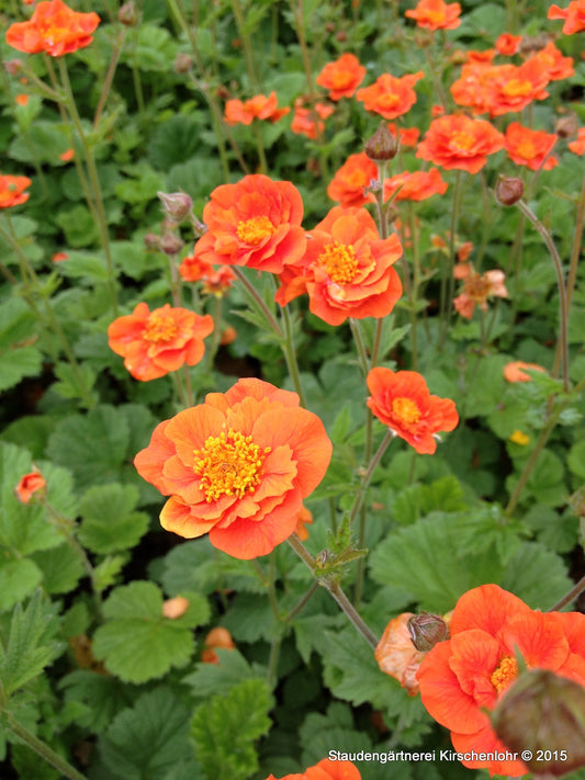 Geum x heldreichii 'Werner Arends'