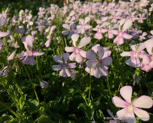 Viola cornuta 'Victoria´s Blush'