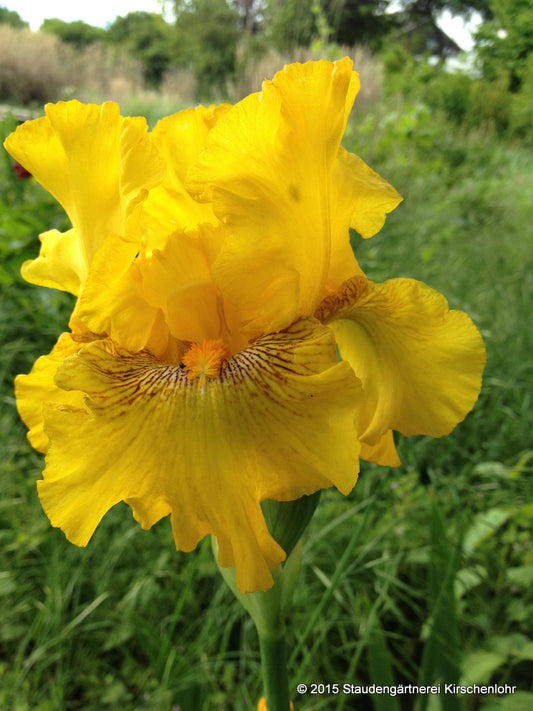 Iris barbata-elatior 'Louis D´Or'