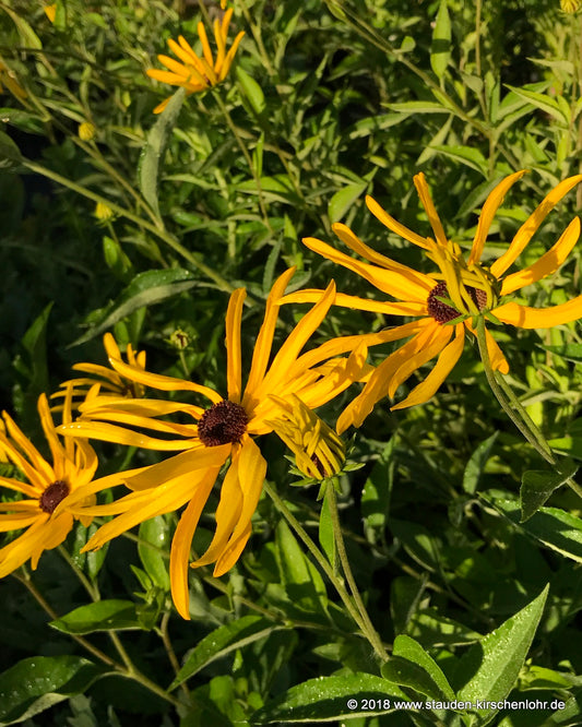 Rudbeckia subtomentosa 'Poligny'