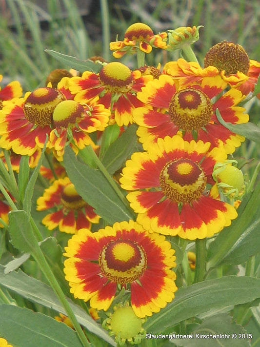 Helenium 'Helga'