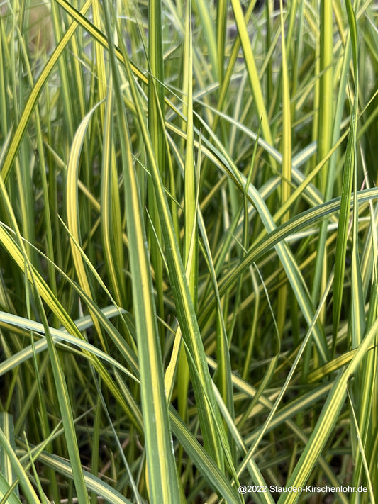 Calamagrostis x acutiflora 'El Dorado'