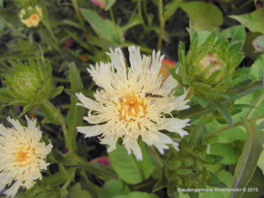 Stokesia laevis 'Mary Gregory'