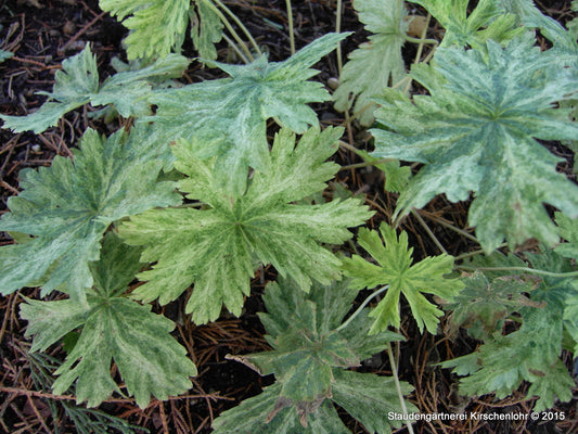 Geranium phaeum 'Margret Wilson'