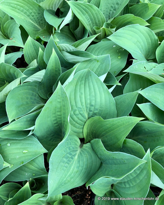 Hosta 'Red Cadet'
