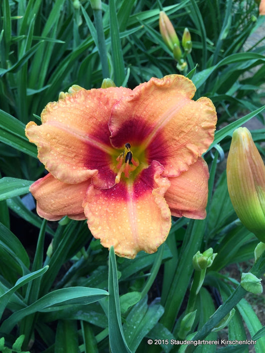 Hemerocallis 'Tigger'