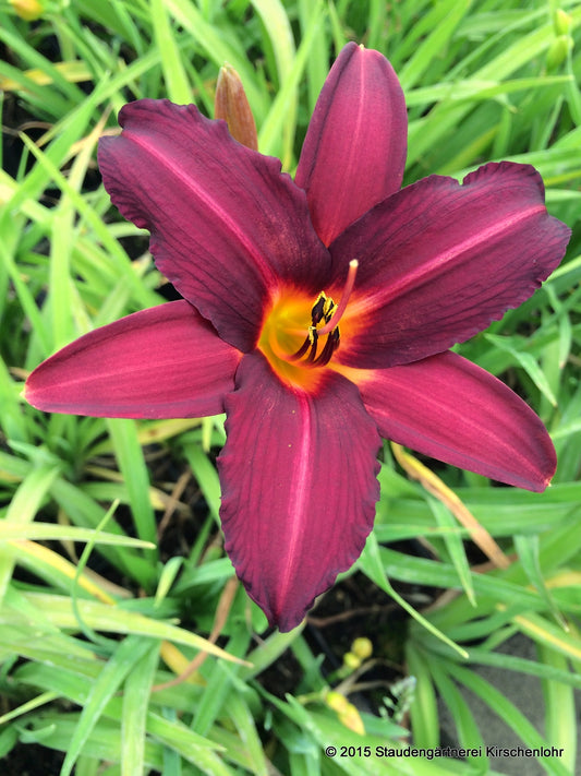 Hemerocallis 'Prophet'