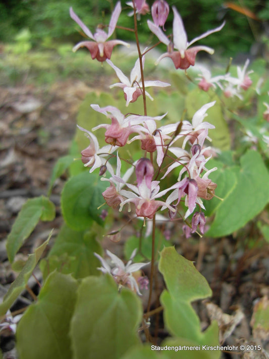 Epimedium 'Pink Elf' ®