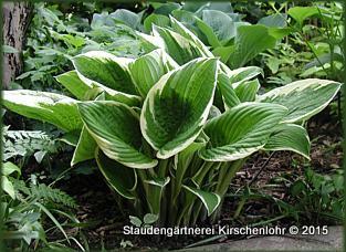 Hosta 'Francee'