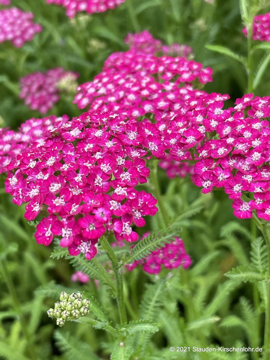 Achillea 'New Vintage Violet' ®