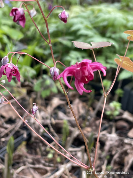 Epimedium 'Royal Purple'   NIS