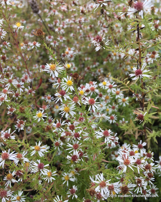 Symphyotrichum ericoides 'Golden Spray'