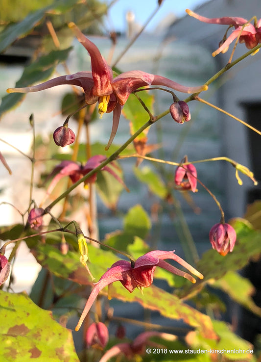 Epimedium 'William Stearn'