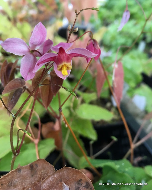 Epimedium x versicolor 'Cherry Tart'