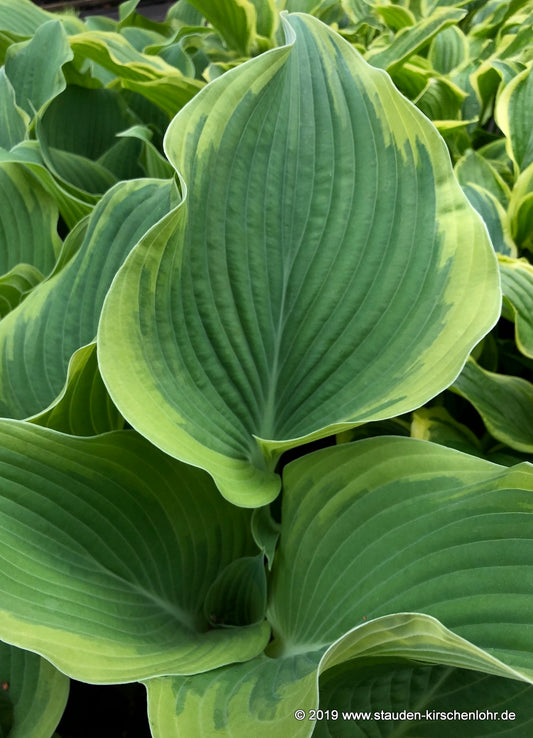 Hosta 'Arc de Triomphe'