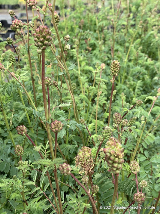Sanguisorba minor