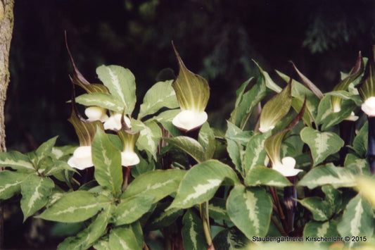 Arisaema sikokianum mit silbriger Zeichnung