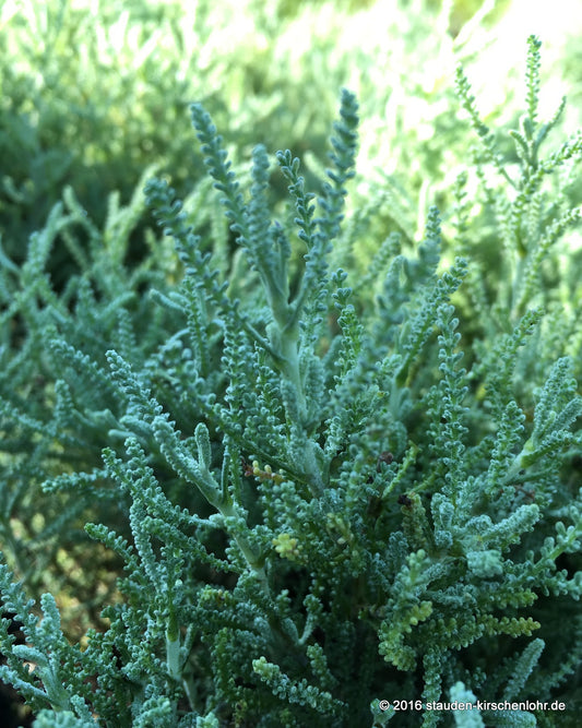 Santolina chamaecyparissus 'Lambrook Silver'