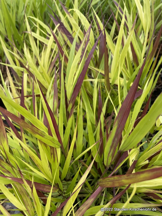 Hakonechloa macra 'Beni-kaze'