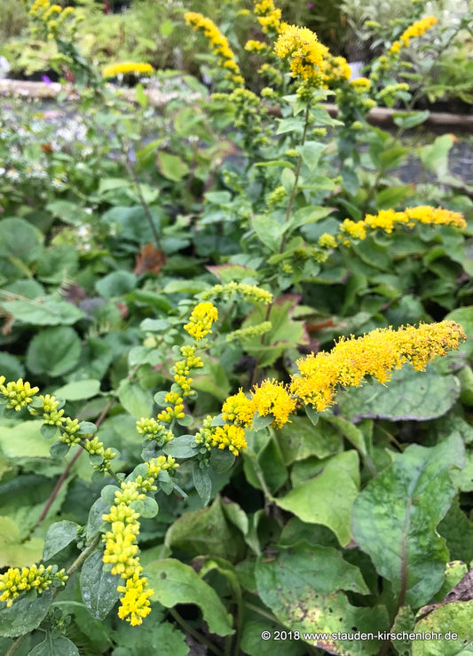 Solidago sphacelata 'Golden Fleece'