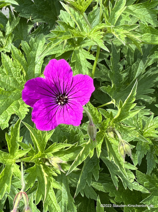 Geranium 'Red Admiral' ®
