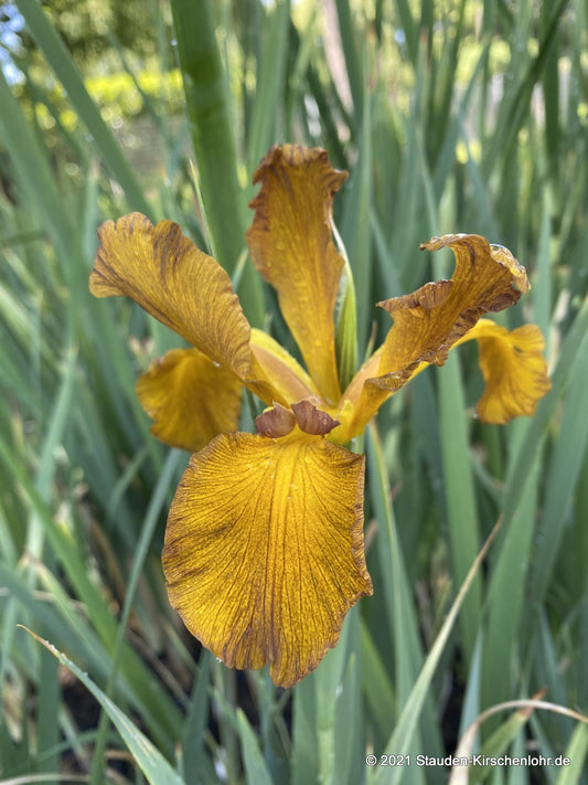 Iris spuria 'Imperial Bronze'