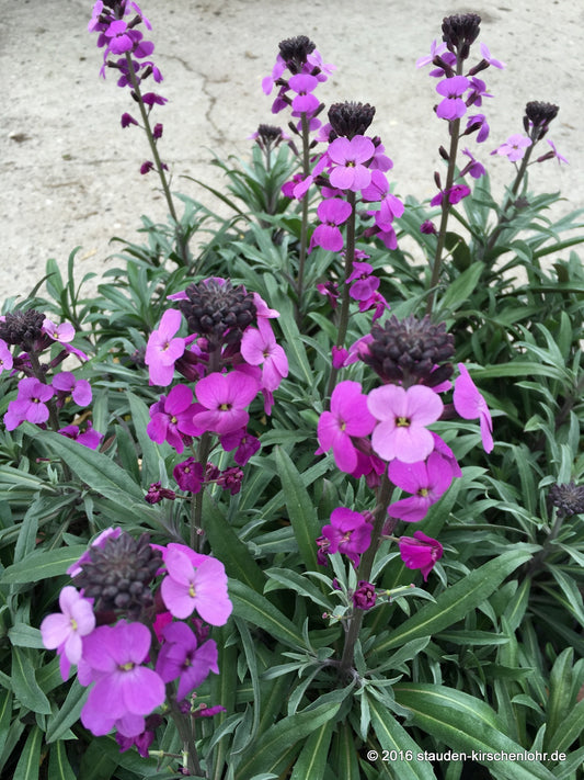Erysimum 'Bowles Mauve'
