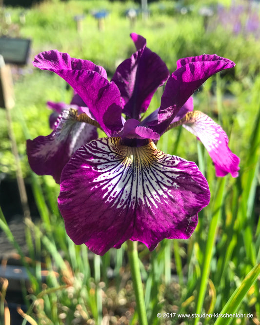 Iris sibirica 'Demure Illini'