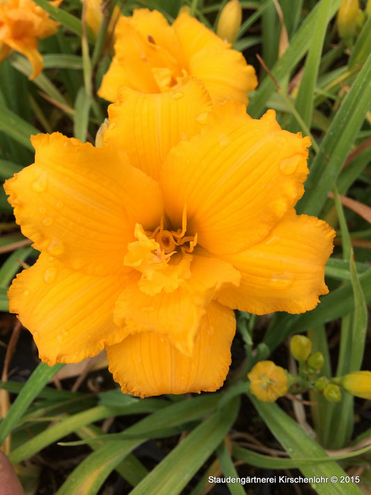 Hemerocallis 'Condilla'