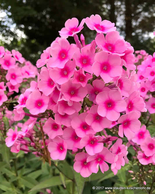 Phlox paniculata 'Miss Pepper'