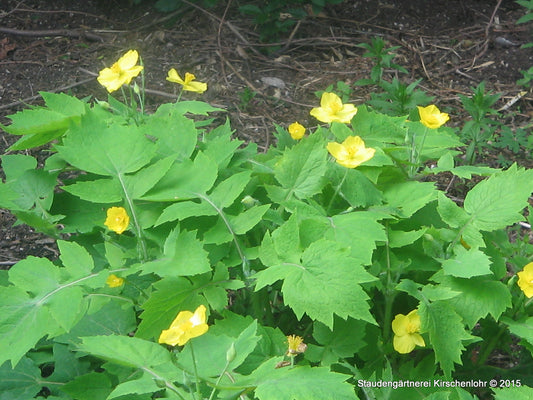 Stylophorum lasiocarpum