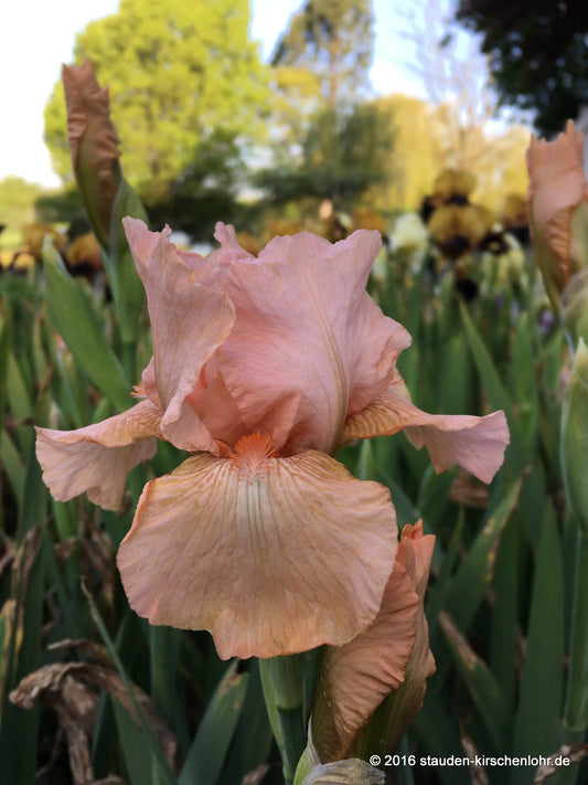 Iris barbata-media 'Ask Alma'