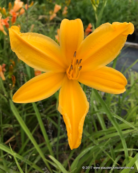 Hemerocallis 'Toro'