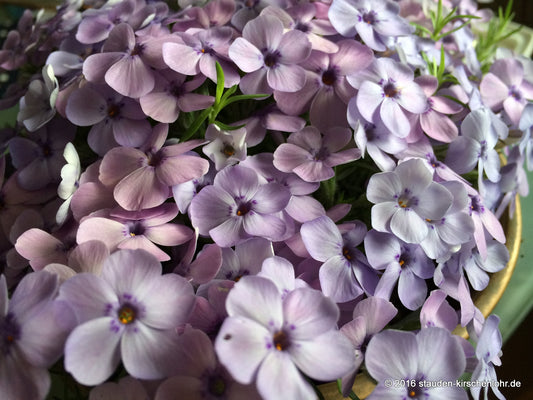 Phlox douglasii 'Eva'