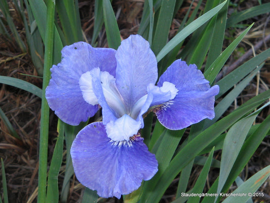 Iris sibirica 'Blaue Milchstraße'