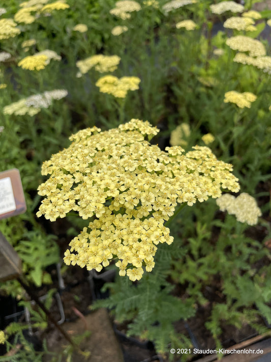 Achillea 'Credo'