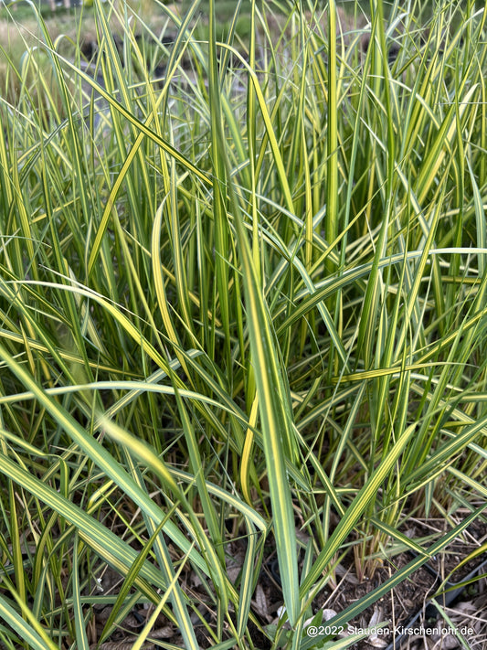 Calamagrostis x acutiflora 'El Dorado'
