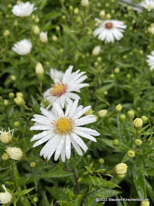 Symphyotrichum dumosum 'Niobe'