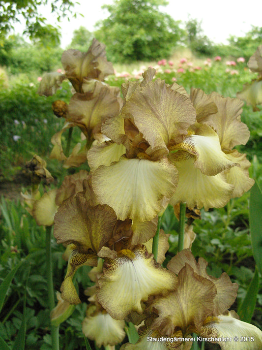 Iris barbata-elatior 'Patina'