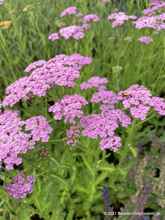 Achillea 'Lilac Beauty'