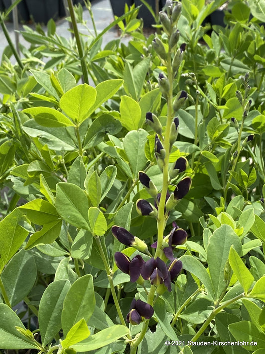 Baptisia 'Grape Taffy' ®