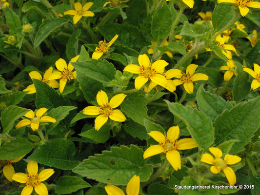 Chrysogonum virginianum