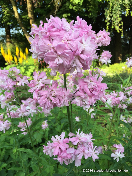 Saponaria officinalis 'Rosea Plena'