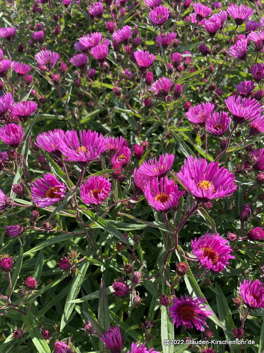 Symphyotrichum novae-angliae 'A. an Paul Gerber'