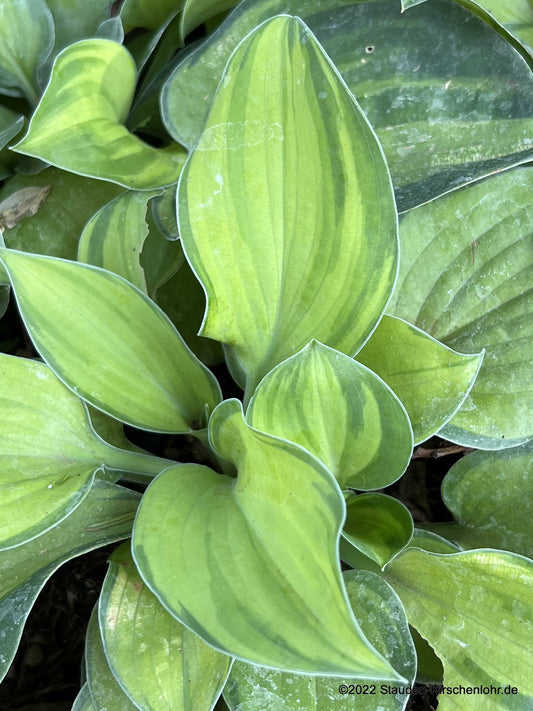 Hosta 'Tick Tock'