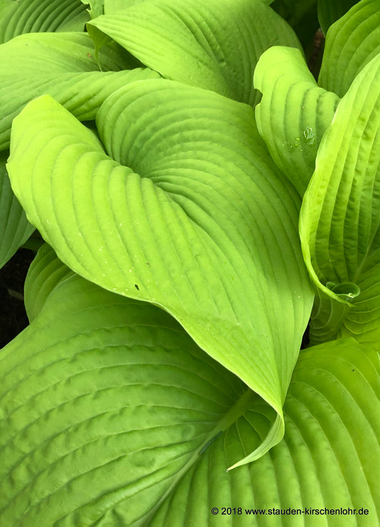 Hosta 'Jurassic Park'