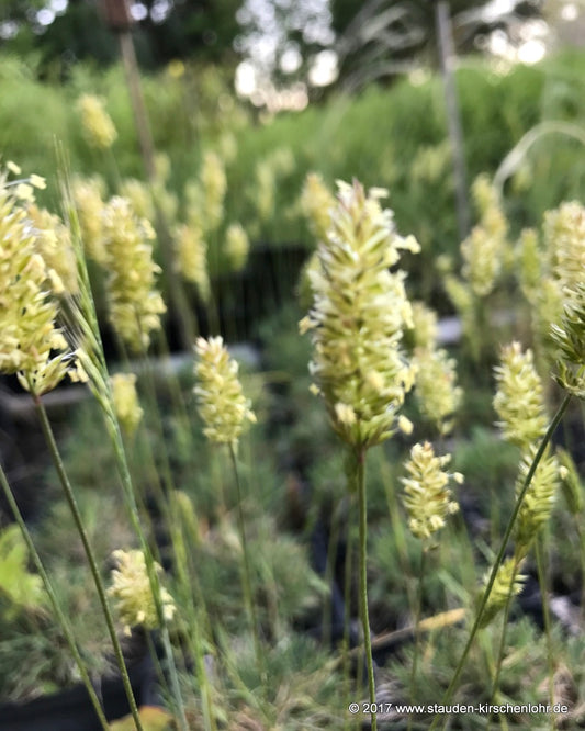 Koeleria glauca 'Lorsch'