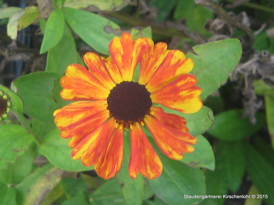 Helenium 'Luc'