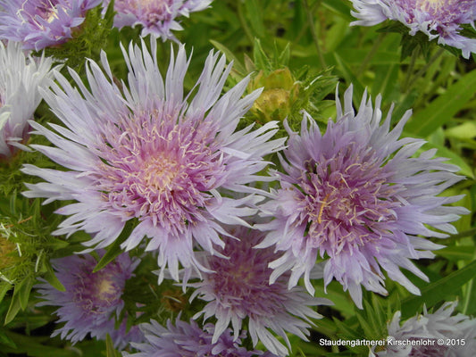 Stokesia laevis 'Klaus Jelitto'
