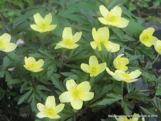 Anemone (Autumn Single Group) 'Little Princess' ®